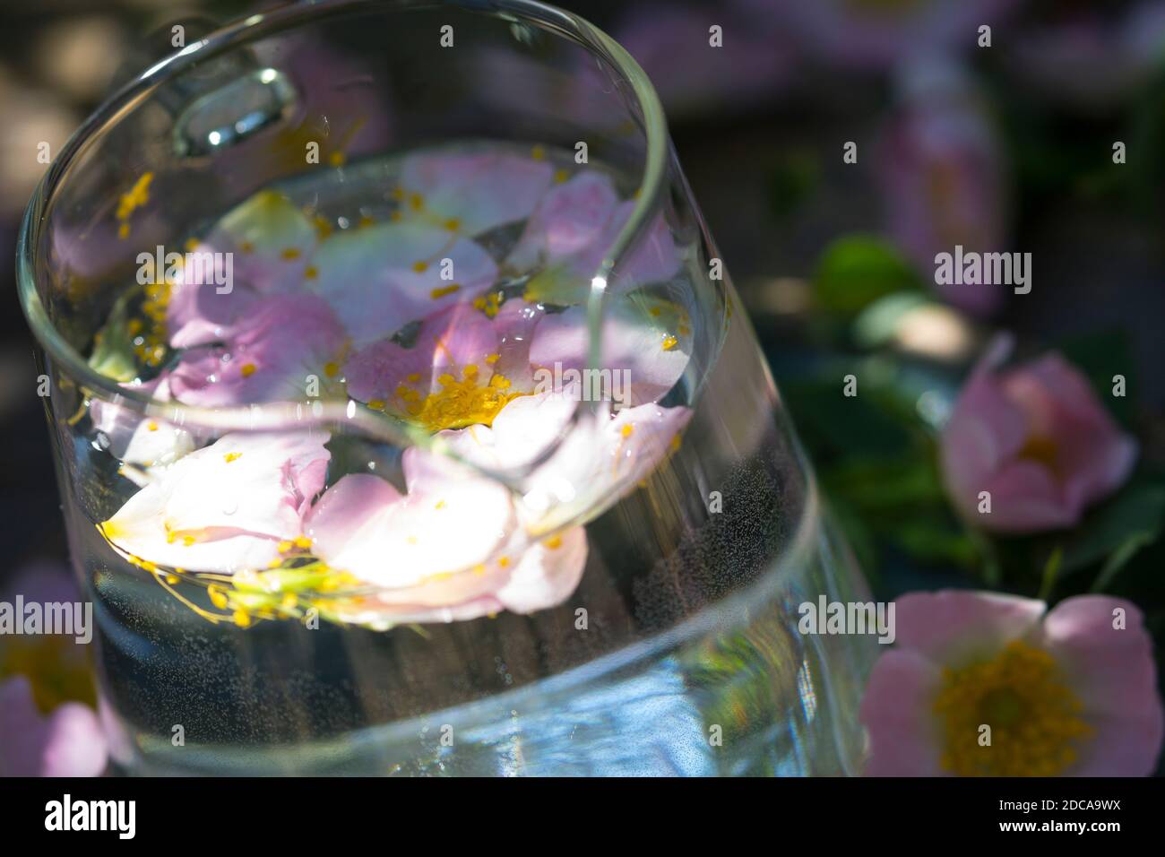 See rosen hi-res stock photography and images - Page 3 - Alamy