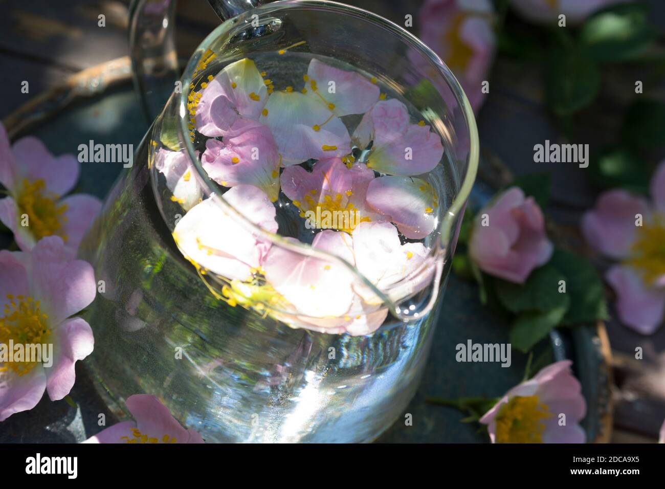 Rosenblüten-Wasser, Rosenblütenwasser, Blütenwasser, Blüten-Wasser, Rosenwasser, Rosen-Wasser, Hunds-Rose, Hundsrose, Heckenrose, Wildrose, Rose, Rose Stock Photo