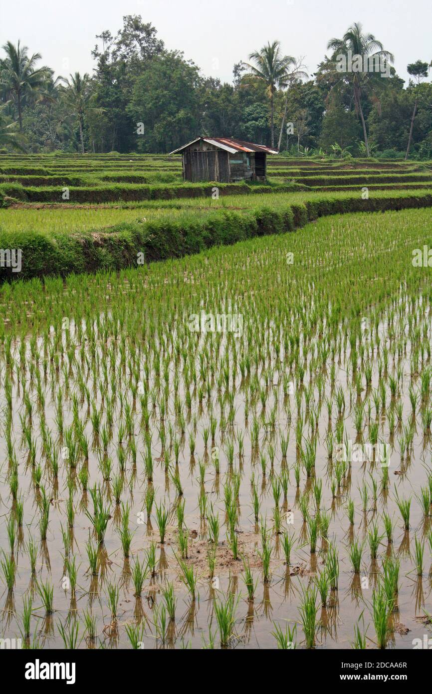 Rice Paddy Field in West Sumatra Stock Photo