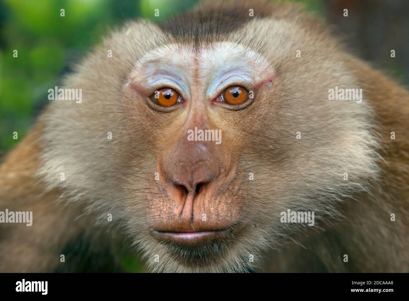 Short tailed monkey hi-res stock photography and images - Alamy