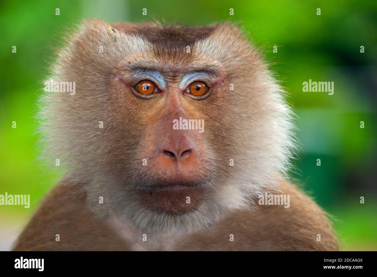Short tailed monkey hi-res stock photography and images - Alamy