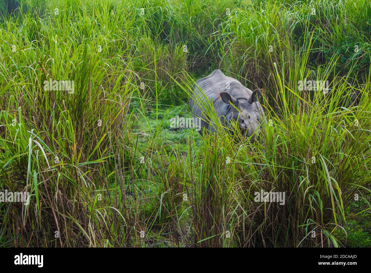 Indian one horned big rhinoceros in Kaziranga National Park - Assam, India Stock Photo