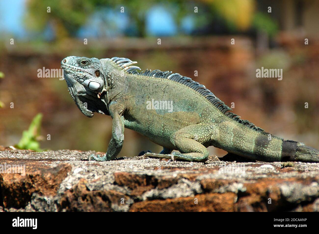 South America, Guyana, Royal island, the green iguana is a large species of arboreal and herbivorous lizard, the adult measures 1.5 meters. Stock Photo