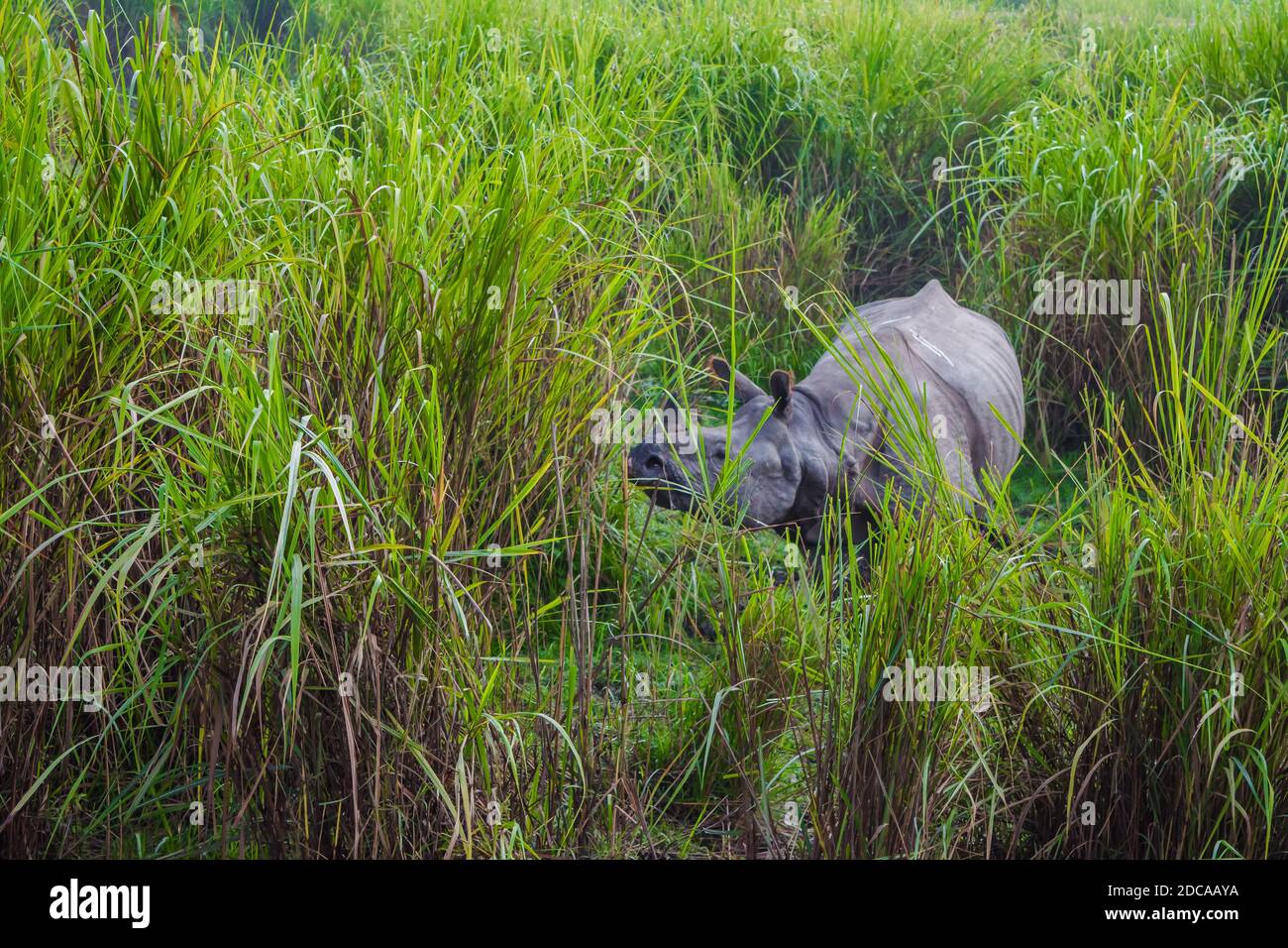 Indian one horned big rhinoceros in Kaziranga National Park - Assam, India Stock Photo