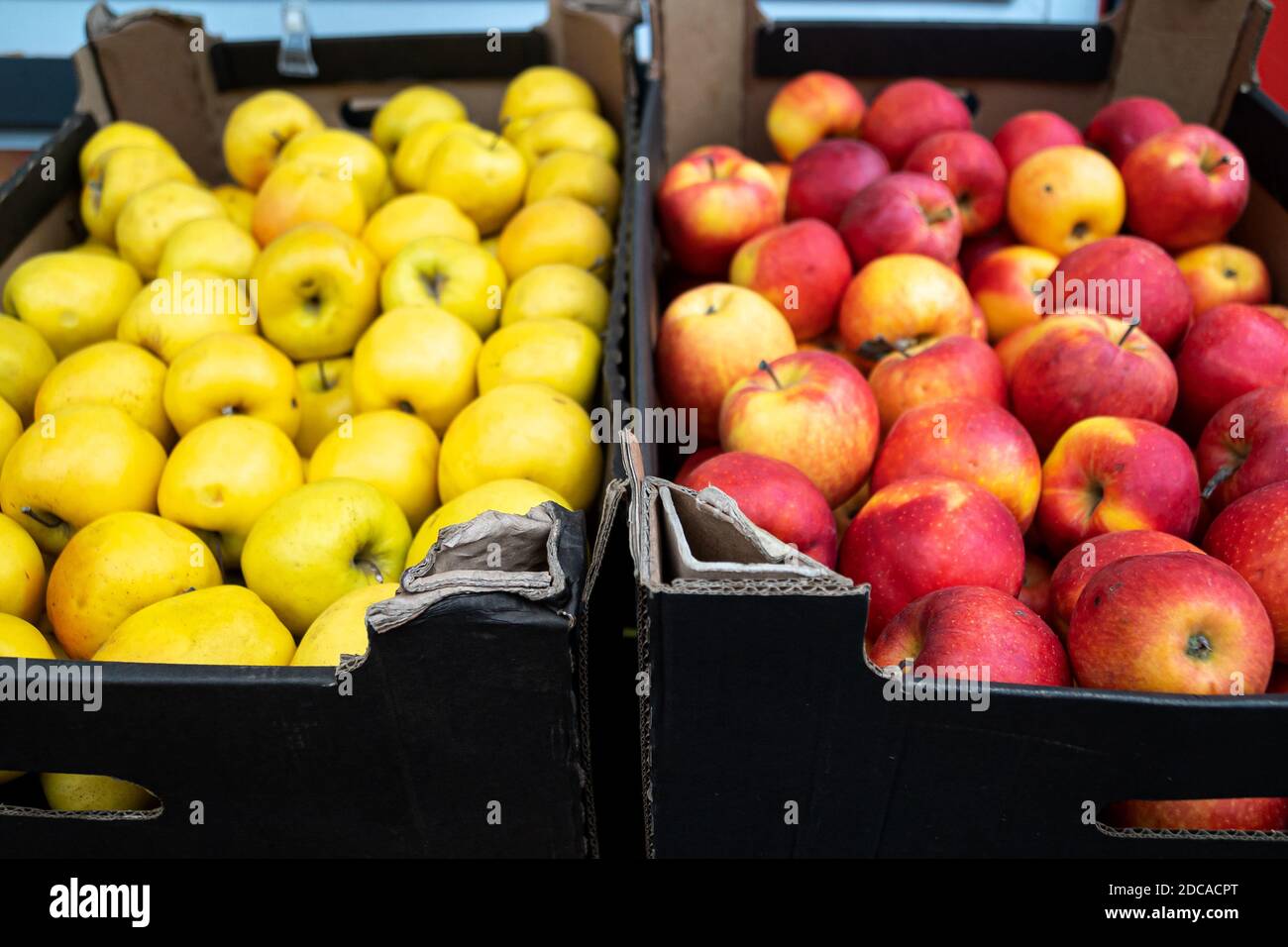 Fresh red organic apples in a wooden box after harvesting, seasonal food,  agriculture concept Stock Photo - Alamy