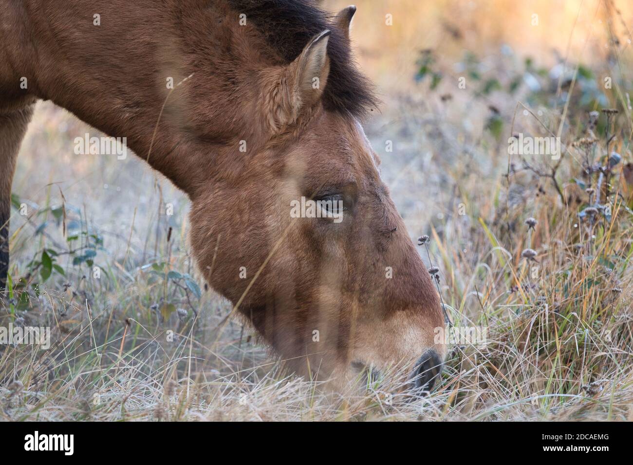 Pferd, horse, Przewalski-Pferd, Przewalski-Horse, Equus przewalskii, Tachi,, Mongolisches Wildpferd , Asiatisches Wildpferd, Unpaarhufer, Wildpferd, Stock Photo