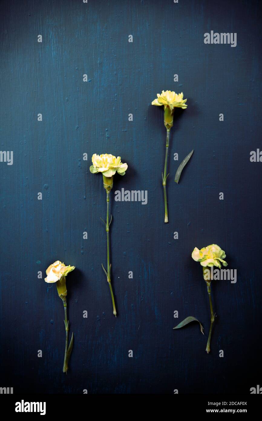 Yellow Carnation Stems on Blue Ground Stock Photo Alamy