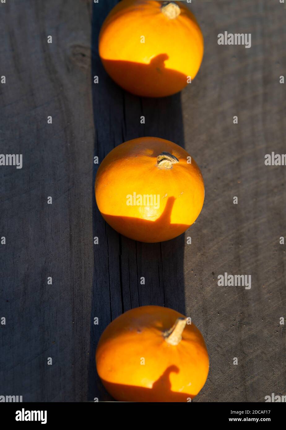 Three orange pumpkins lie in a row on a wooden Board. The geometric minimalism of the fruits. Concept minimalism Stock Photo