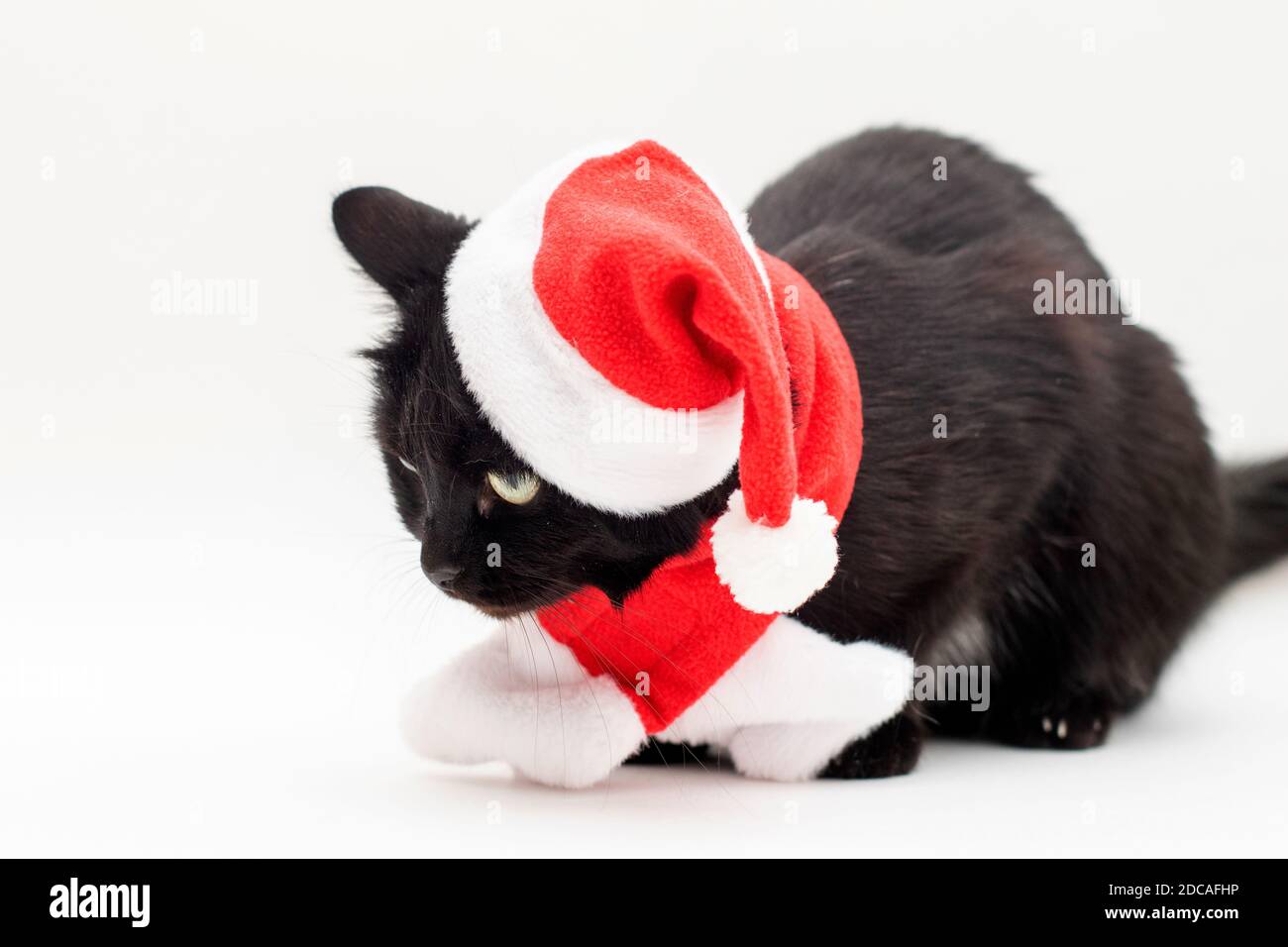 black cat christmas dress Black cat in Santa Claus costume. Christmas dress and Santa Claus hat on black  cat Stock Photo