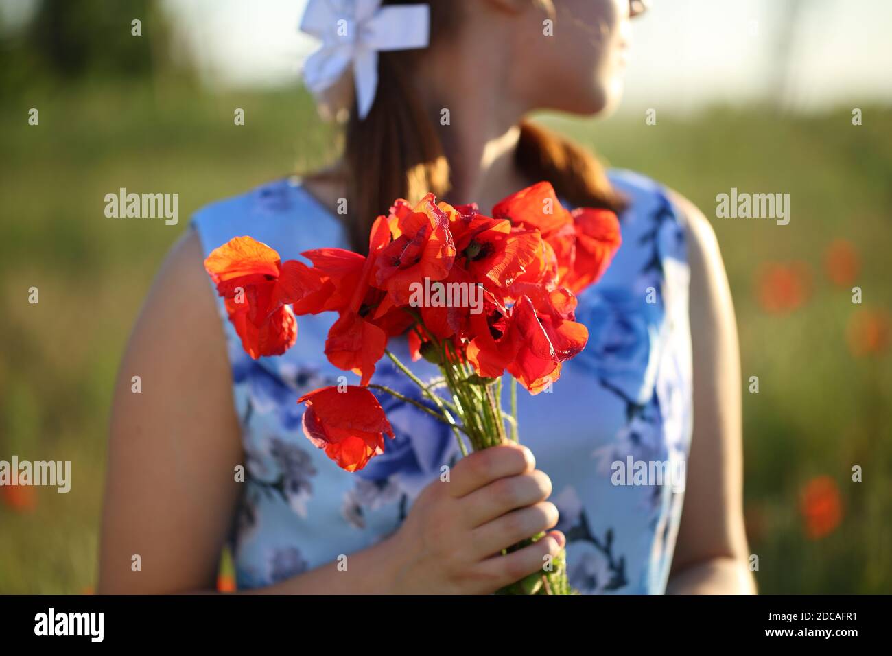 Hands with a bouquet of poppies Stock Photo