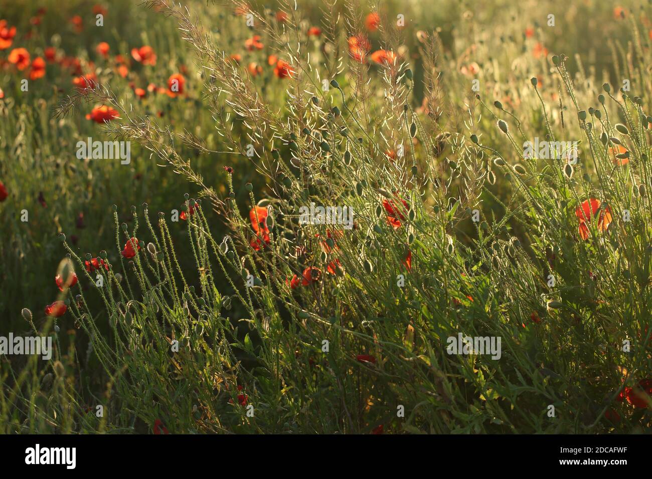 Blooming red poppies in a field Stock Photo