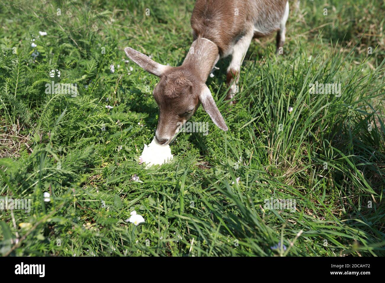 Goat eating cabbage leaf on the lawn Stock Photo Alamy
