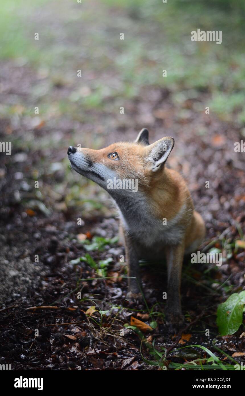 Fox. Stock Photo