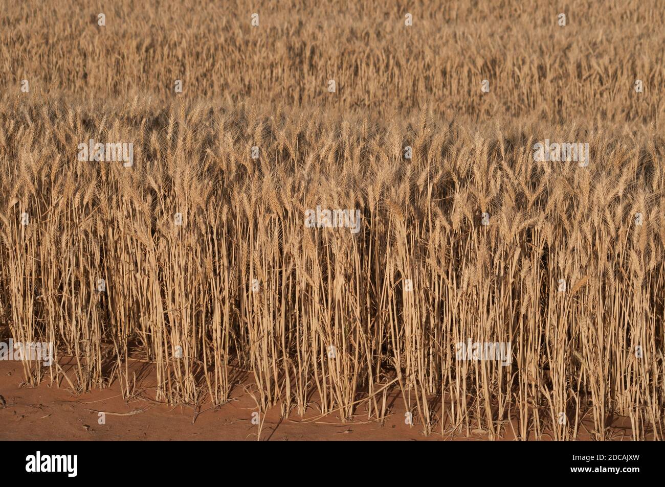 A bumper wheat crop in the Mallee region, Victoria, Australia, will be ready to harvest in December 2020. Stock Photo