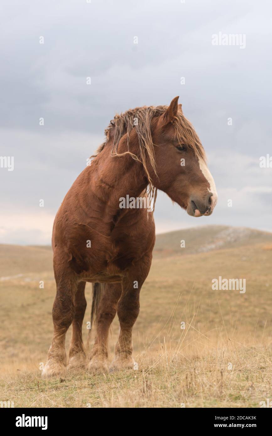 A horse with no name. Stock Photo