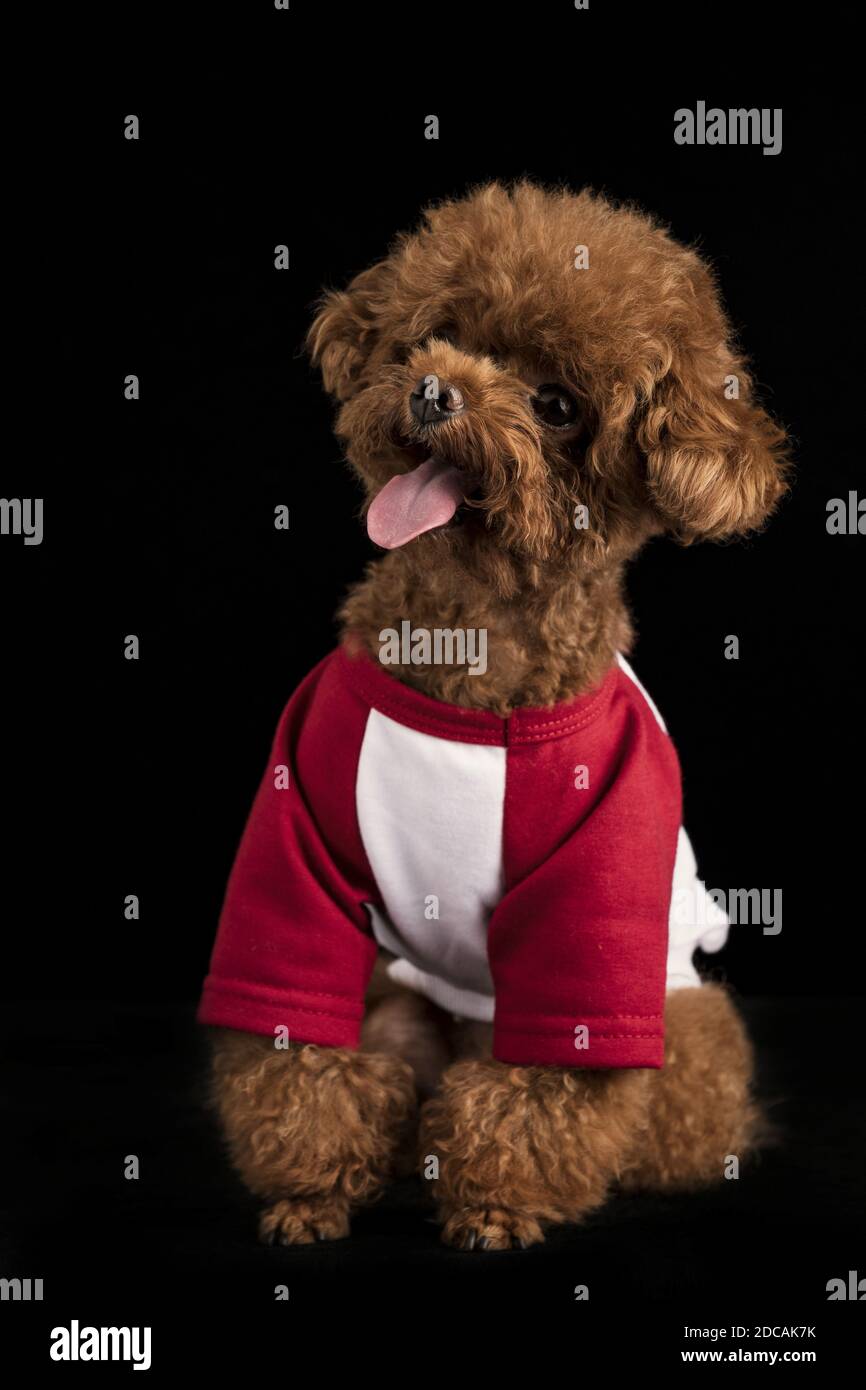 An adorable little poodle with a cute red shirt on a black background ...