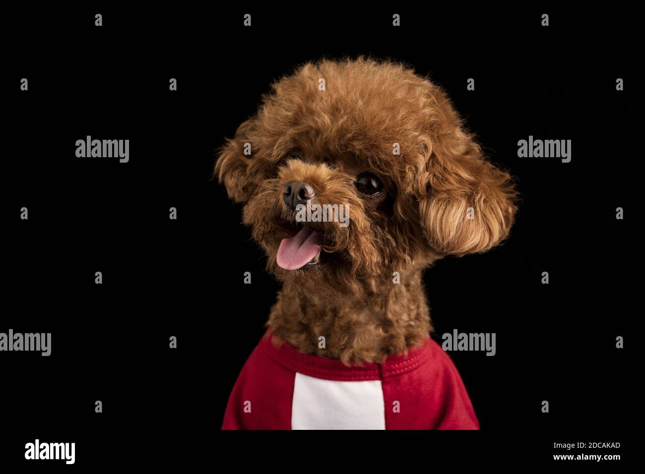 An adorable little poodle with a cute red shirt on a black background ...