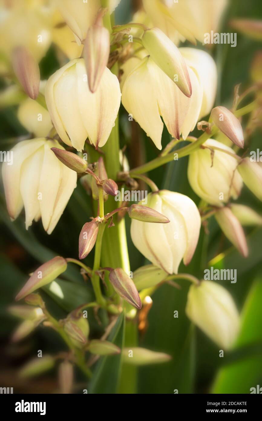 Yucca Gloriosa, close-up natural floral portrait Stock Photo