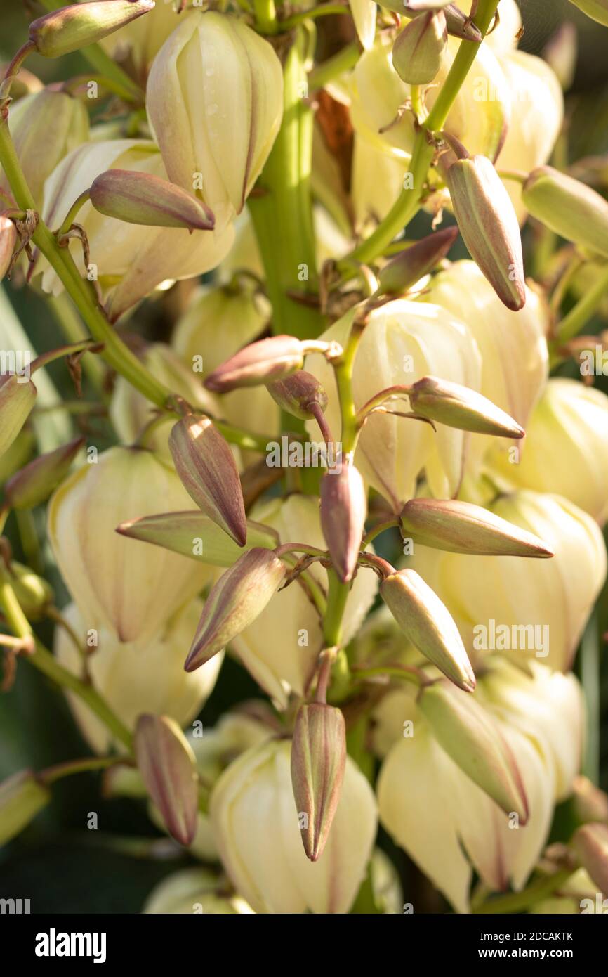 Yucca Gloriosa, close-up natural floral portrait Stock Photo