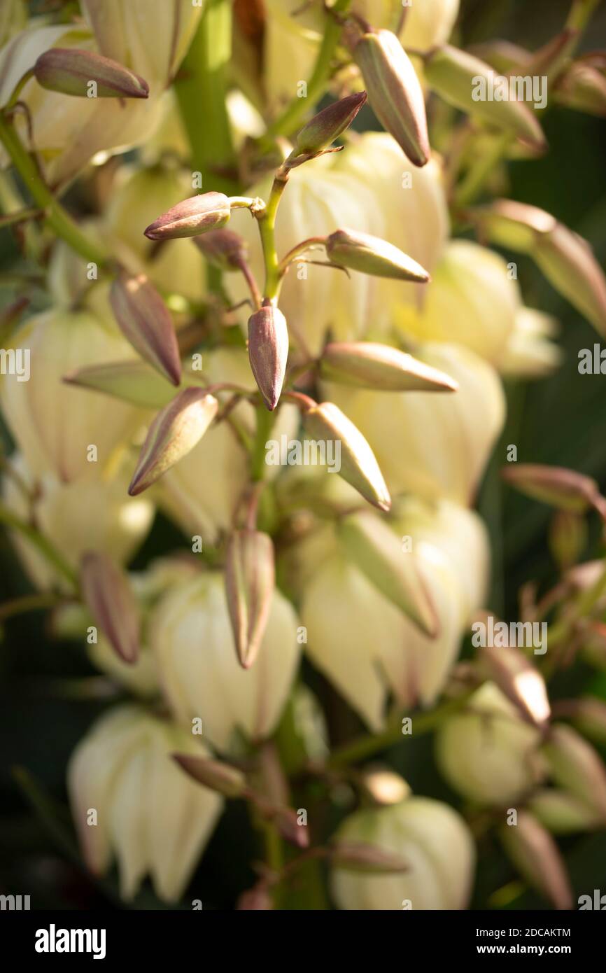 Yucca Gloriosa, close-up natural floral portrait Stock Photo