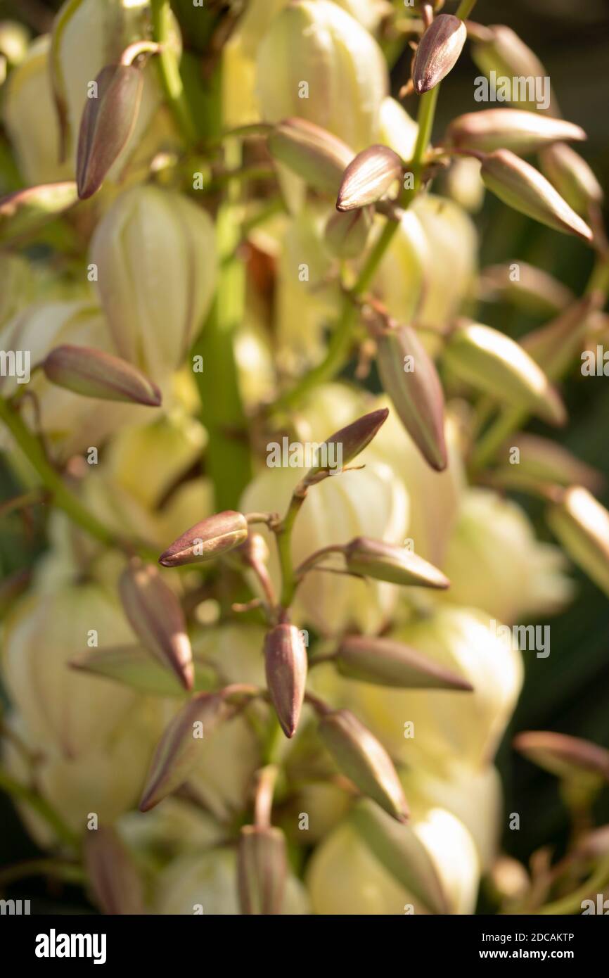 Yucca Gloriosa, close-up natural floral portrait Stock Photo
