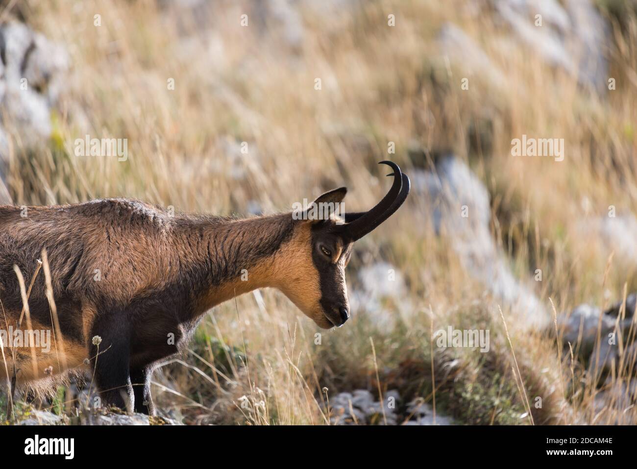 Chamois in trance. Stock Photo