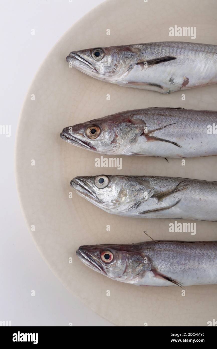 small and raw hake fish as sea food Stock Photo Alamy