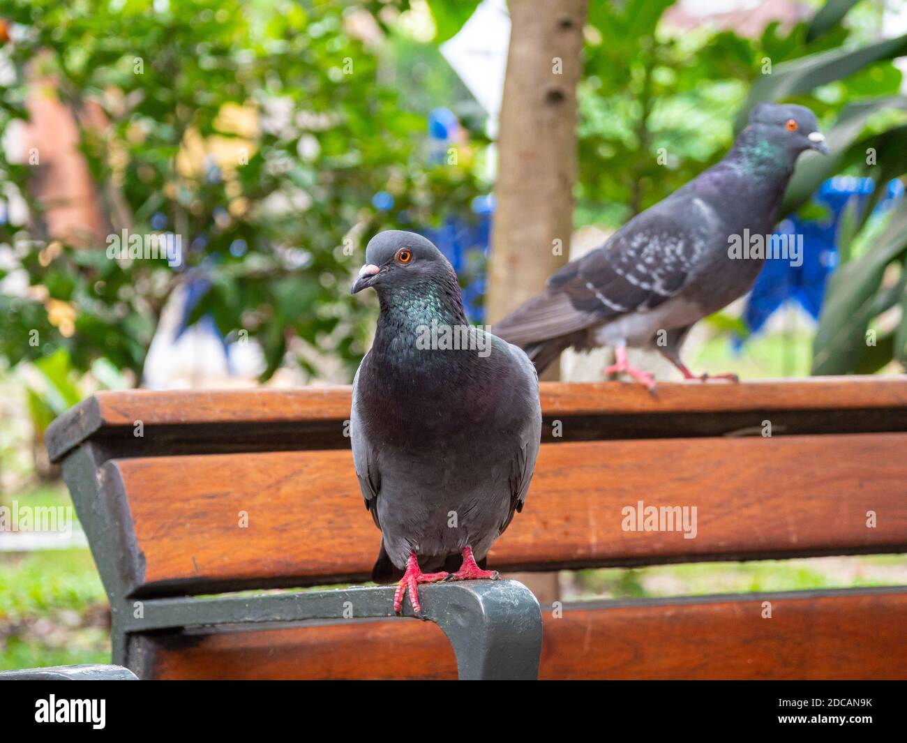 Pigeon, Species of Birds in the family Columbidae (order Columbiformes) Standing on top of a Park Bench Stock Photo