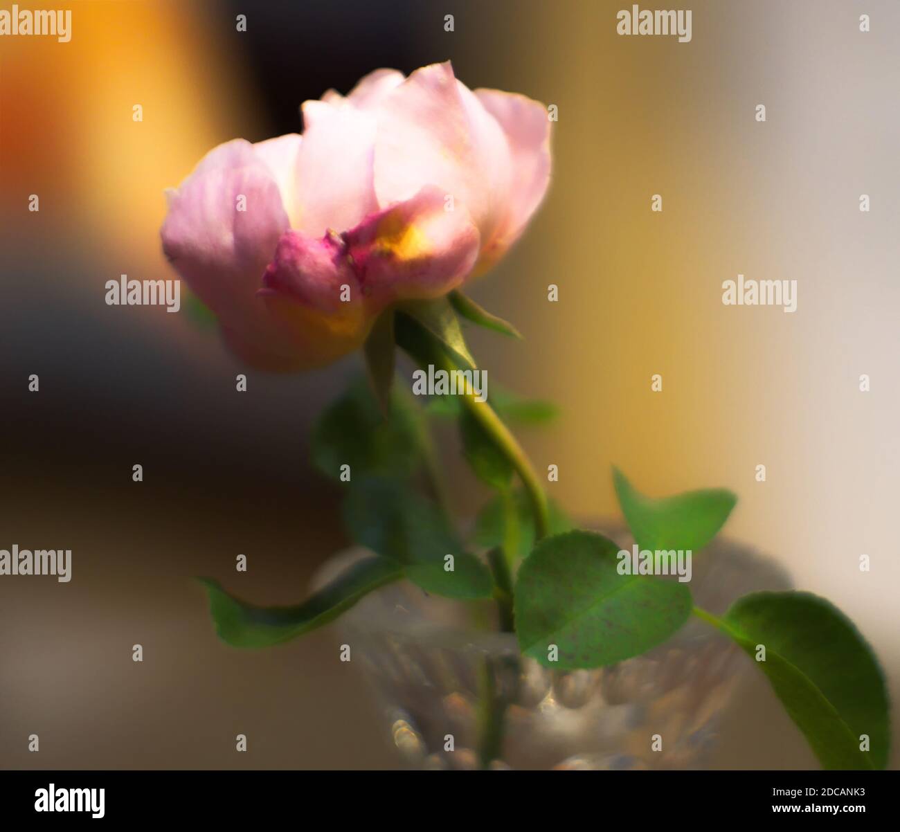 A pink rose in crystal vase with bokeh background Stock Photo - Alamy