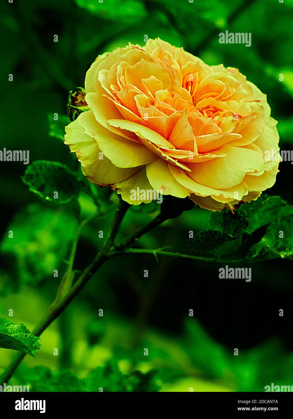 Yellow rose on green background hi-res stock photography and images - Alamy