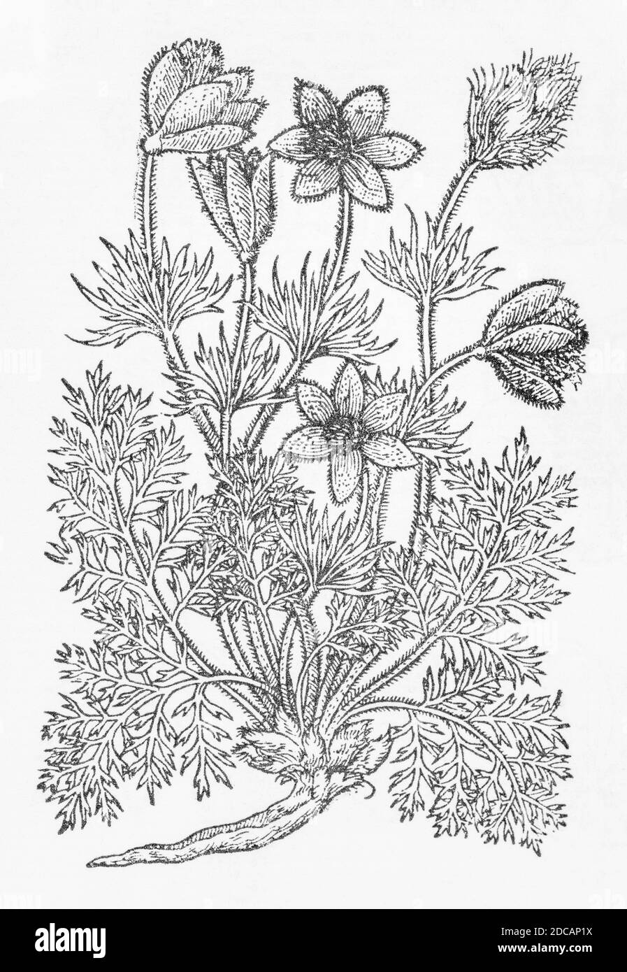 Pasque-Flower / Pulsatilla vulgaris plant woodcut from Gerarde's Herball, History of Plants. Gerard refers to it as 'Pulsatilla vulgaris'. P308 Stock Photo