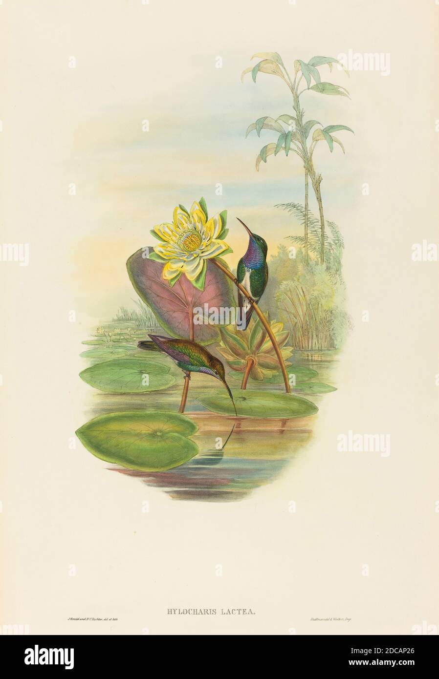 H.C. Richter, (artist), British (?), active 1841 - active c. 1881, John Gould, (artist), British, 1804 - 1881, Hylocharis lactea (Sapphire-breasted Emerald), hand-colored lithograph Stock Photo