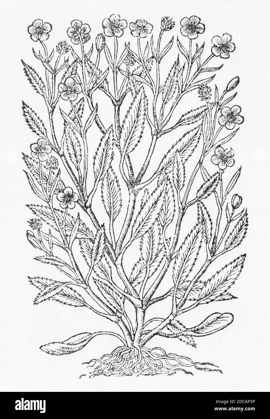 Lesser Spearwort / Ranunculus flammula woodcut from Gerard Herball, History of Plants. Refers as Jagged Spearewoort, Ranunculus flammeus serratus P814 Stock Photo