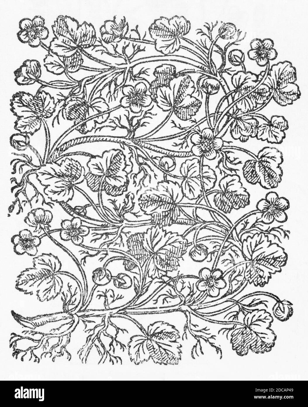 Ivy-Leafed Crowfoot / Ranunculus hederaceus woodcut from Gerarde's Herball, History of Plants. Refers as 'Water Crowfoote' / Rananculus aquatilia P681 Stock Photo