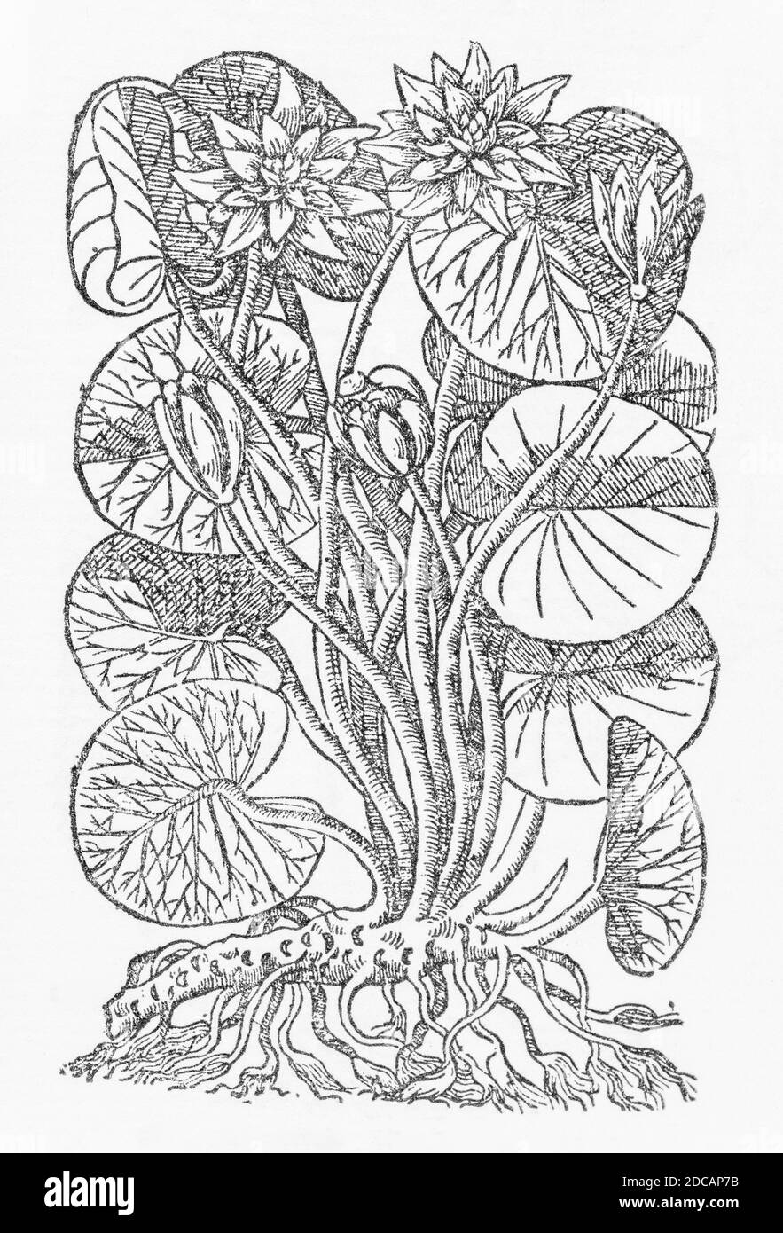 White Water-Lily / Nymphaea alba plant woodcut from Gerarde's Herball, History of Plants. Gerard refers to it as 'White water Lillie'. P672 Stock Photo