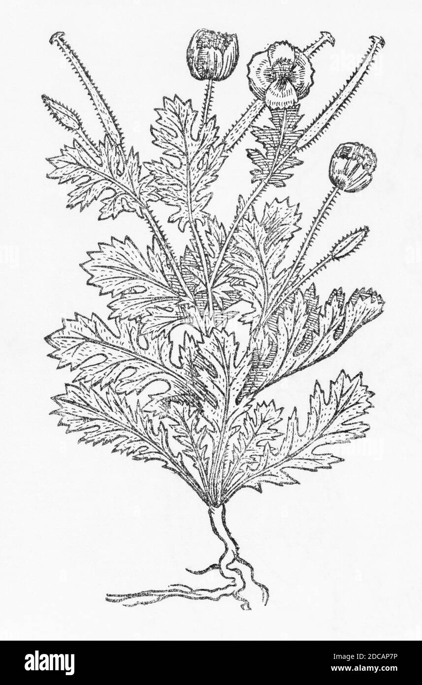 Red Horned Poppy / Glaucium corniculatum woodcut from Gerarde's Herball, History of Plants. Gerard refers t it as 'Papaver cornutum flore rubro'. P294 Stock Photo
