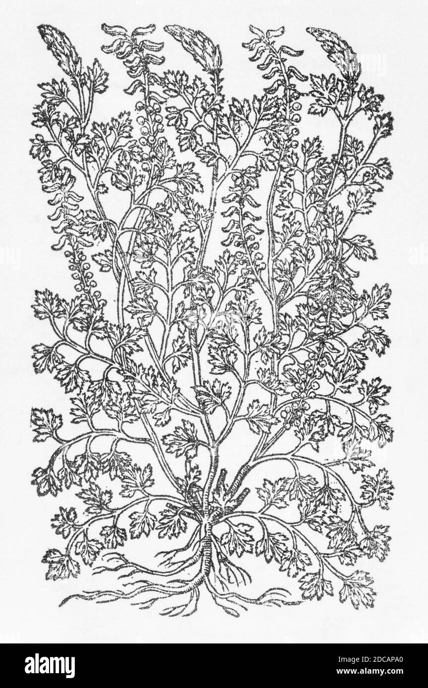 Ramping Fumitory / Fumaria capreolata woodcut from Gerarde's Herball, History of Plants. Refers as 'White flowred Fumitorie' / Fumaria flore albo P927 Stock Photo