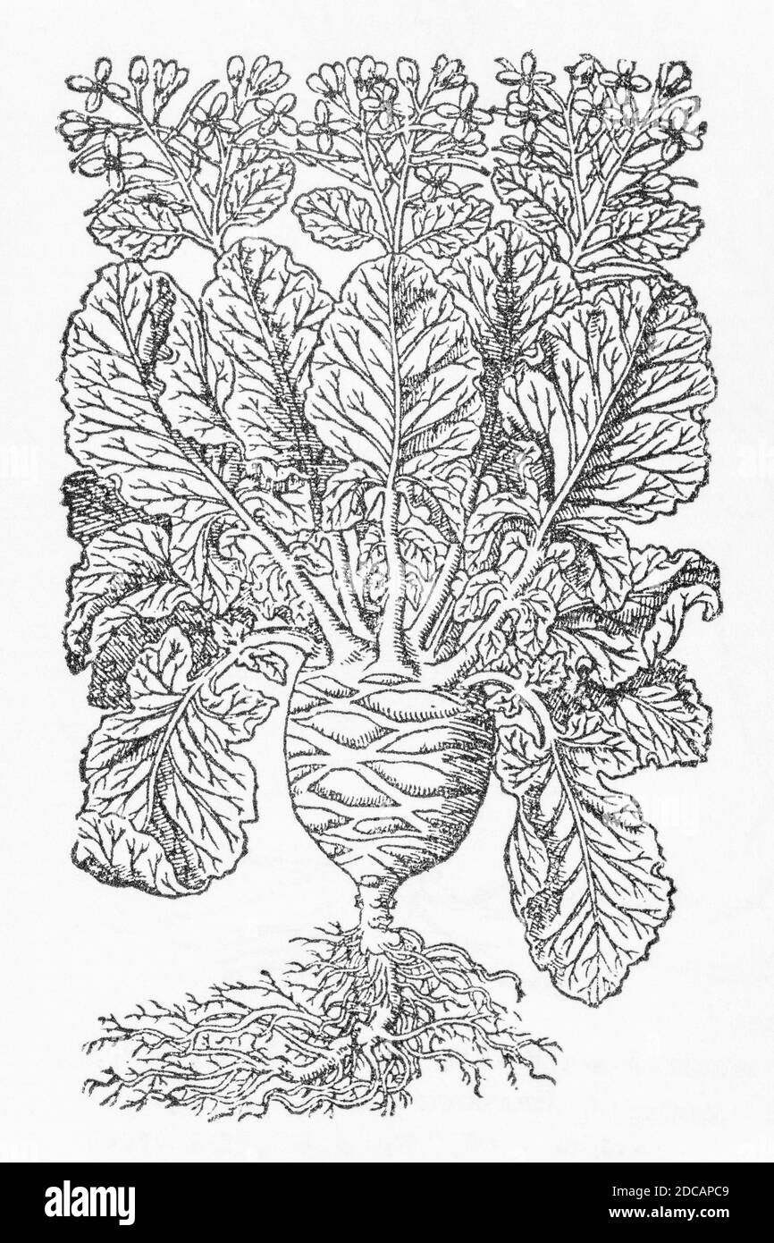 Kohlrabi / Brassica oleraceus gongylodes woodcut from Gerarde's Herball