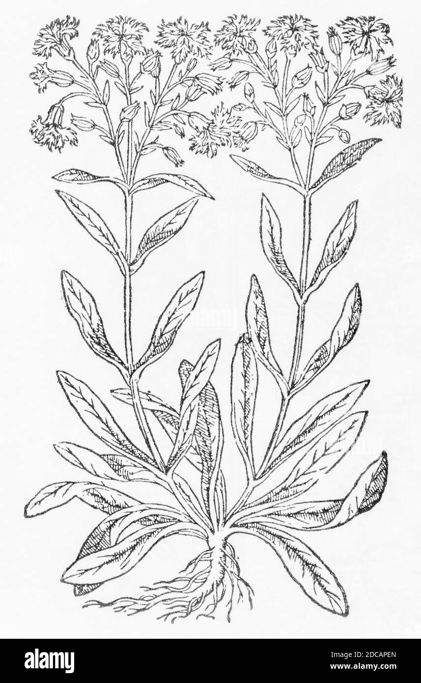 Ragged Robin / Lychnis flos-cuculi woodcut from Gerarde's Herball, History of Plants. Refers as 'The male Crowe flower' / Armoraria pratensis mas P480 Stock Photo