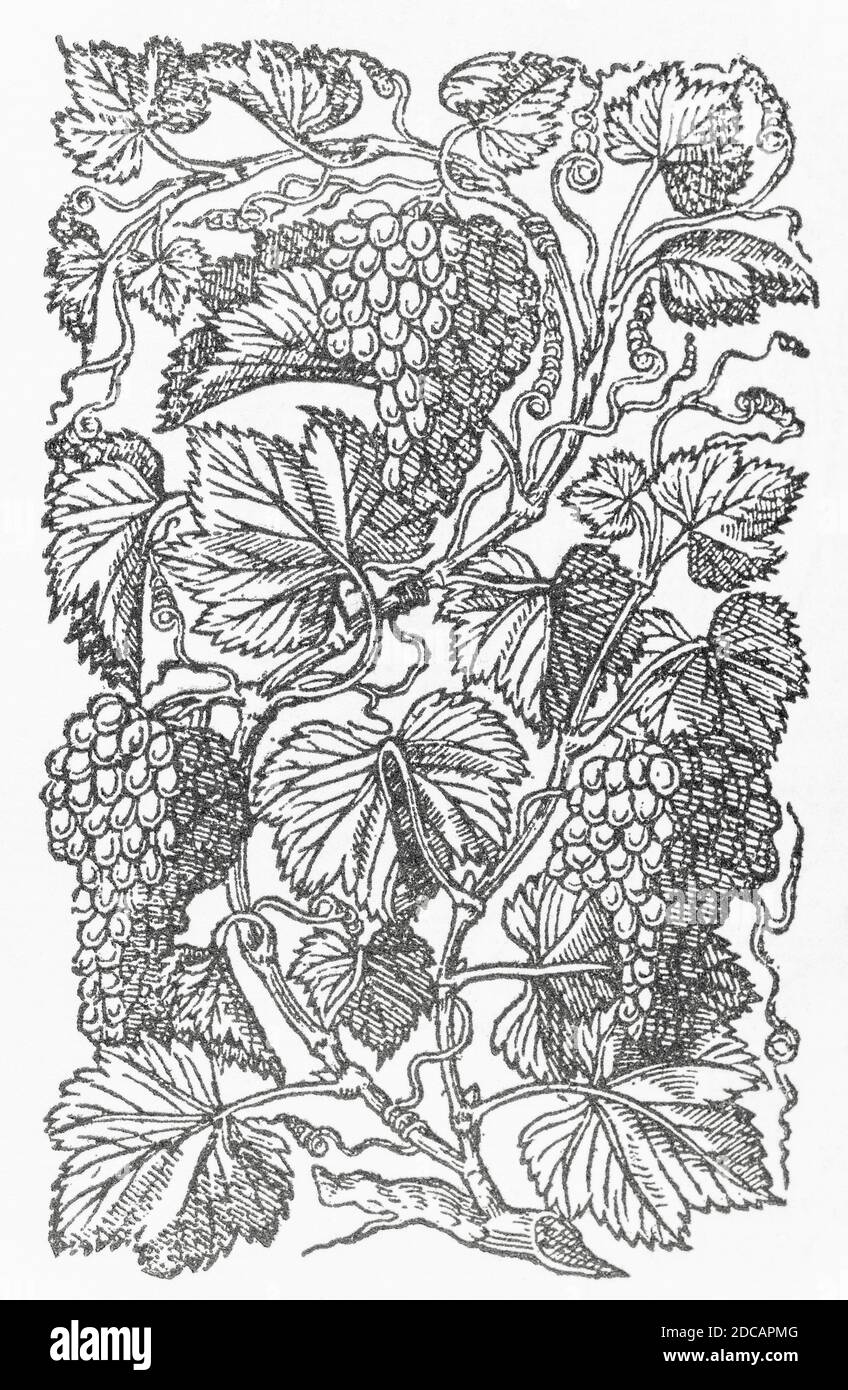 Grapes / Vitis woodcut from Gerarde's Herball, History of Plants. He refers to it as 'Vitis duracina' & Starved or Hard Grapes. P727 Stock Photo