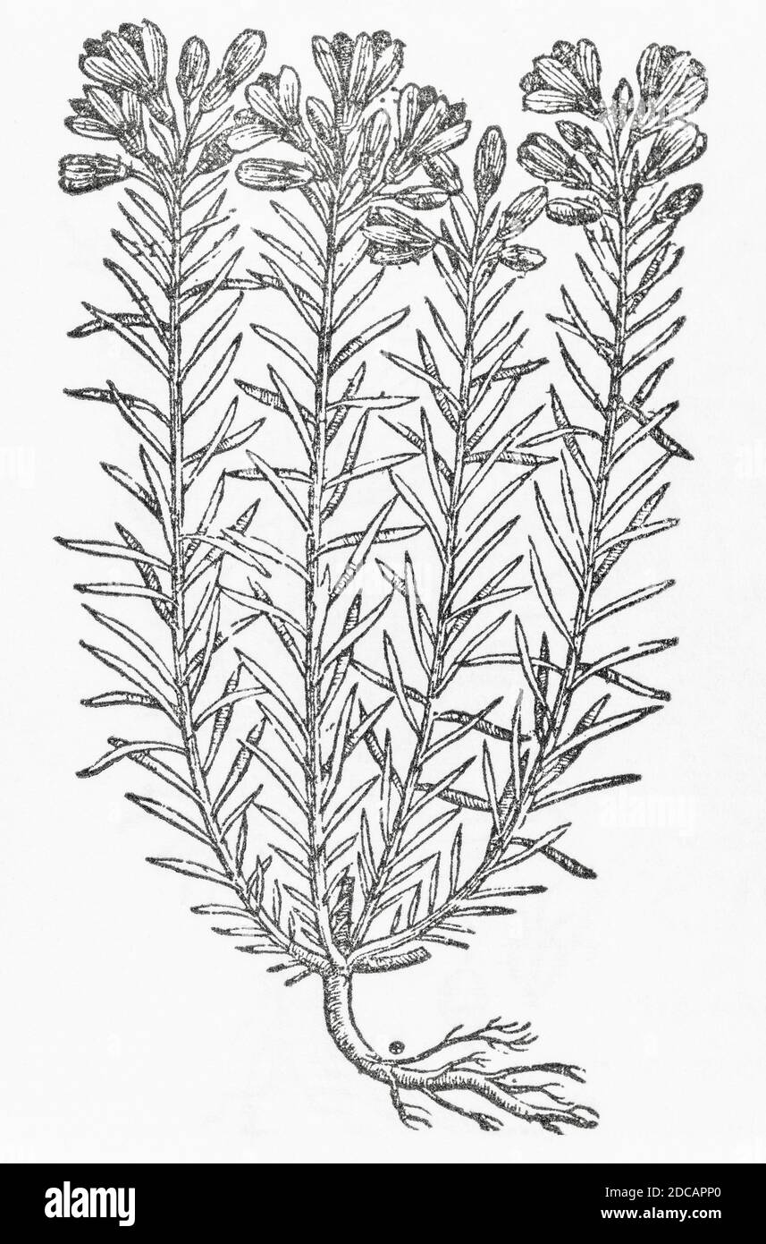 Thin-Leafed Wild Flax woodcut from Gerarde's Herball, History of Plants. He refers to it as 'Wilde white flaxe' / Linum sylvestre floribus albis. P446 Stock Photo