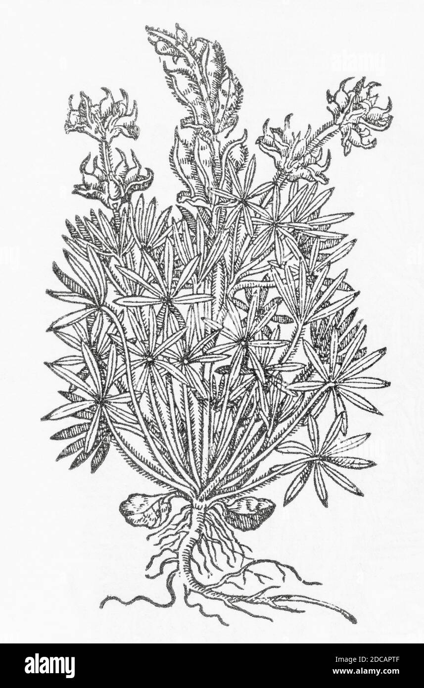 Yellow Lupin / Lupinus luteus woodcut from Gerarde's Herball, History of Plants. Gerard refers to it as 'Yellow Lupines' / Lupinus flore luteo. P1043 Stock Photo