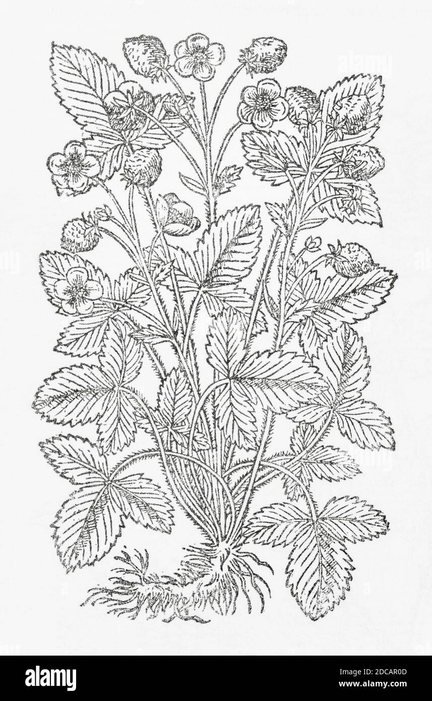 Strawberry / Fragaria vesca plant woodcut from Gerarde's Herball, History of Plants. Gerard refers to it as 'Red strawberries'. P844 Stock Photo