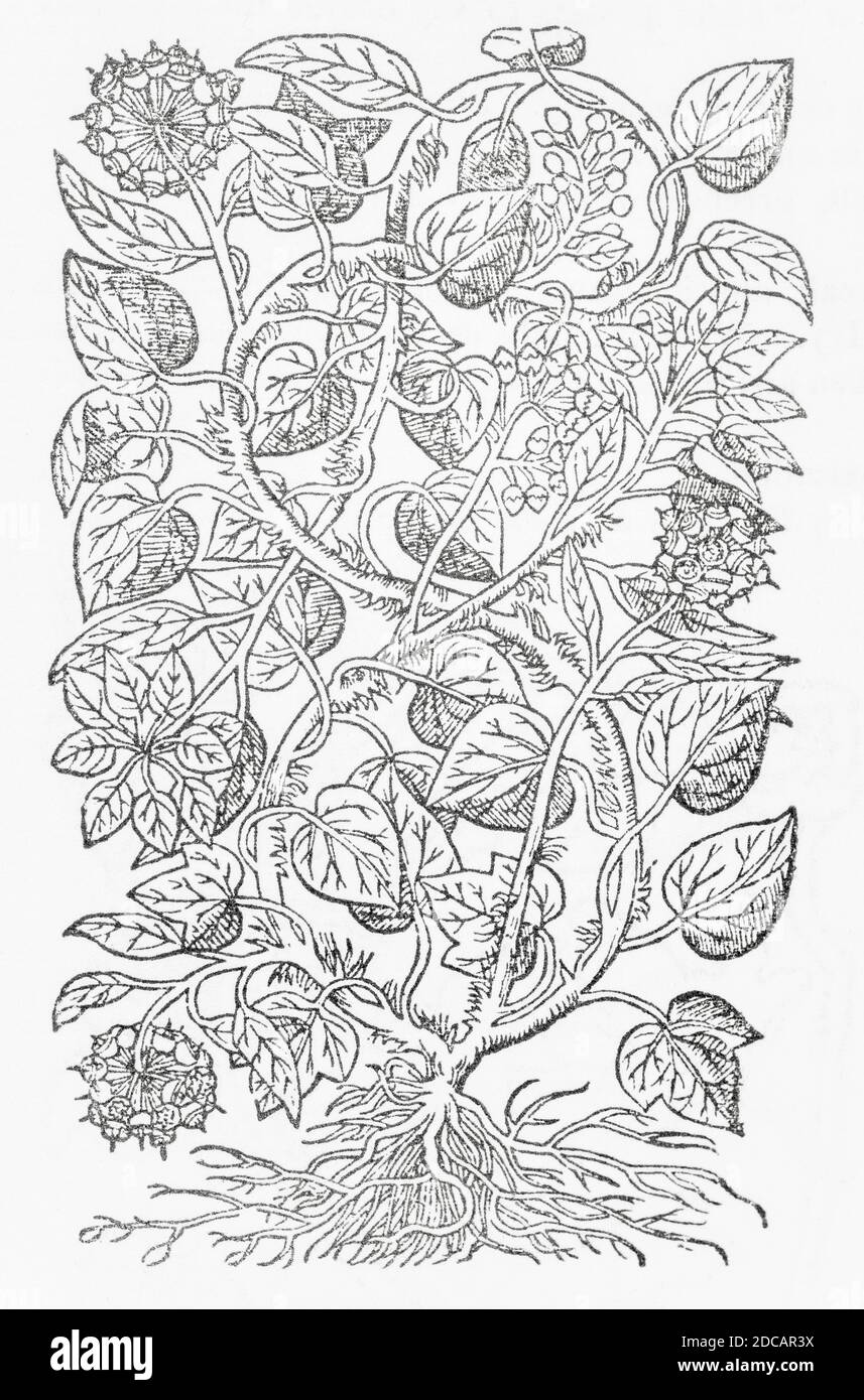 Ivy / Hedera helix plant woodcut from Gerarde's Herball, History of Plants. Gerard refers to it as 'Climing or berried Ivie' / Hedera corymbosa. P708 Stock Photo