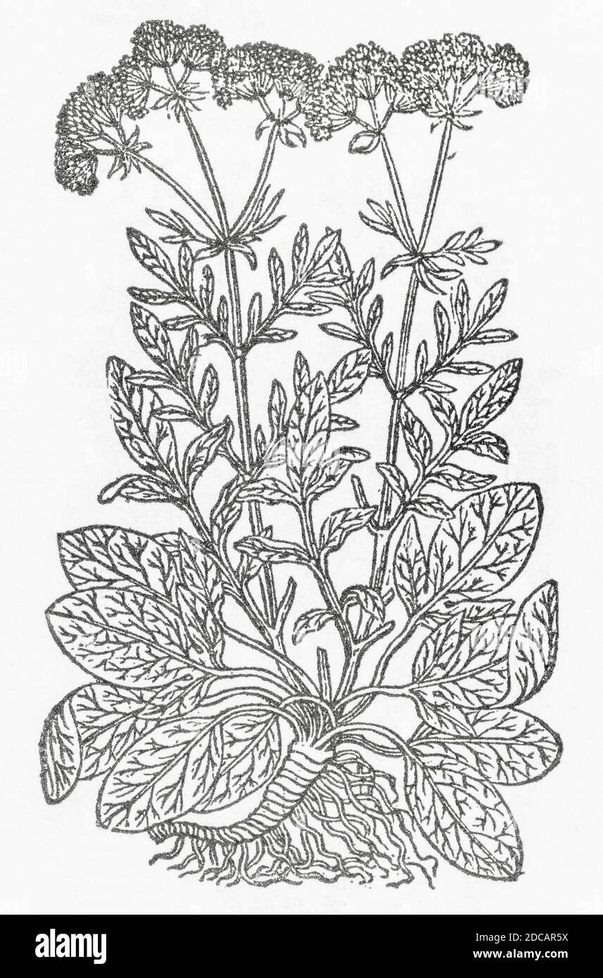 Garden Valerian / Valeriana phu woodcut from Gerarde's Herball, History of Plants. Refers as 'Garden Valerian, or Setwall' / Valeriana hortensis. P917 Stock Photo