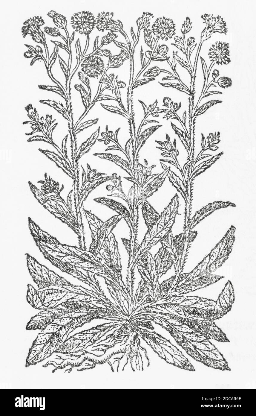 Yellow Succory / Scolymus ? plant woodcut from Gerarde's Herball, History of Plants. He refers to it as 'Yellow Succorie' / Cichorium luteum. P222 Stock Photo