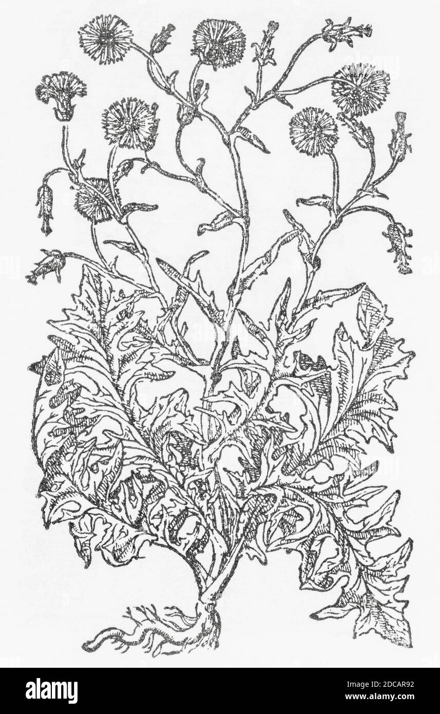 Robinus' Gum Succorie woodcut from Gerarde's Herball, History of Plants. Refers as 'Robinus' gum Succorie' / Chondrilla caerulea latifolis. P224 Stock Photo