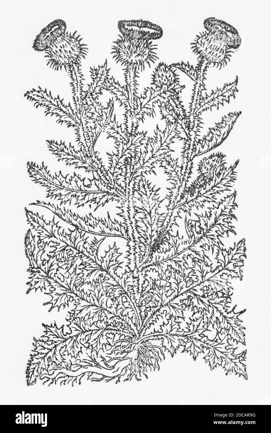 Scotch Thistle / Onopordum acanthium woodcut from Gerarde's Herball, History of Plants. Refers as The white cotton Thistle / Acanthium album. P988 Stock Photo