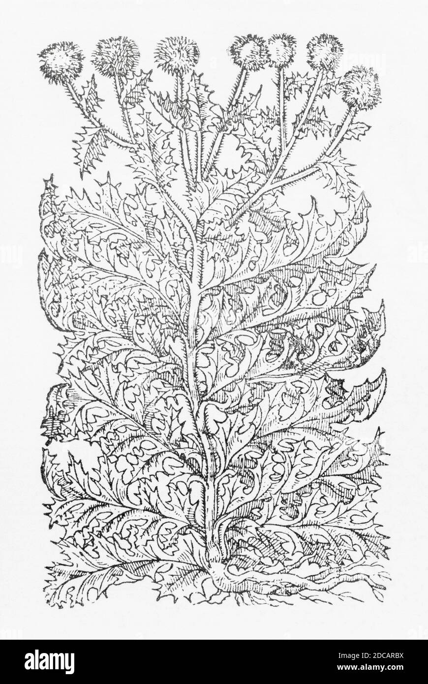 Globe Thistle / Echinops sphaerocephalus woodcut from Gerarde's Herball, History of Plants. Gerard refers to it as Carduus Globosus. P990 Stock Photo
