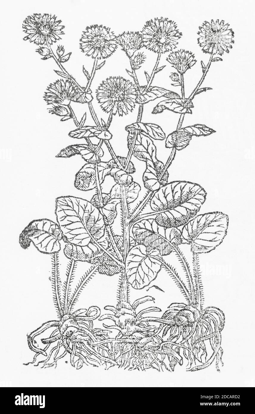 Leopard's Bane, Doronicum pardalianches woodcut from Gerards Herball, History of Plants. Refers Great Leopards bane / Doronicum maius officinarum P620 Stock Photo